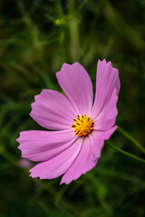 Obraz premium ピンク色のコスモスの花が咲いています