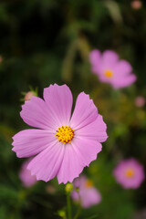 ピンク色のコスモスの花が咲いています
