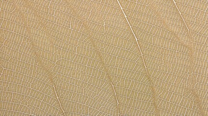 Close up texture leaf structure macro photography, abstract texture