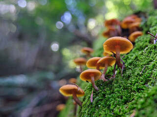 Galerina marginata mushrooms close-up among green moss. Deadly poisonous mushroom in a coniferous autumn forest