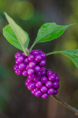 Closeup of the colorful beautyberry shrub, which provides food for birds in the fall.