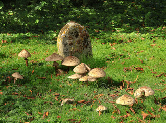 Nature - Toadstools around a headstone