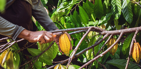 Harvest the agricultural cocoa business produces.Cocoa farmers use pruning shears to cut the cocoa...