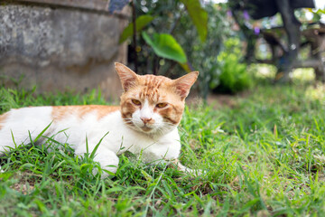Close-up headshot of a cute chubby white chubby  orange cat lying and looking at the camera on green grass in garden