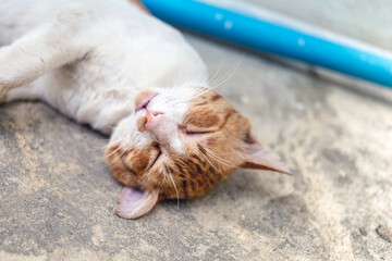 Close-up headshot of cute chubby white striped orange cat  sleeps on white concrete floor
