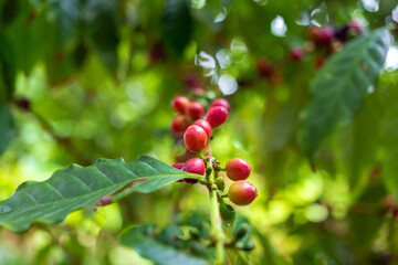 Agricultural raw coffee bean business produces. Red ripe berry coffee beans on the coffee plant.