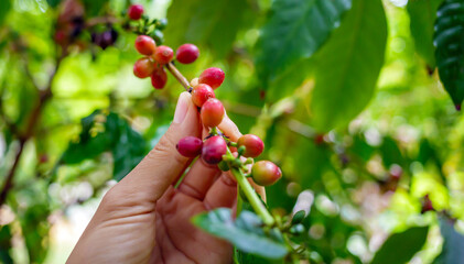 Harvest the agricultural raw coffee bean business produces. farmer's hand holding a red ripe berry coffee bean on the coffee plant.