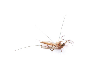 Dead Mosquito isolated on white background