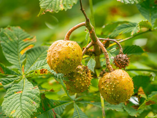Nahaufnahme von Kastanien an einem kleinen Ast der Gewöhnlichen Rosskastanie (Aesculus hippocastanum).