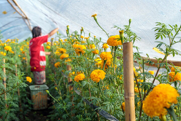 Plantation of beautiful orange marigold flowers in the field, Agricultural Farmers Gathering Marigold Flowers, gardener harvesting yellow marigold flower