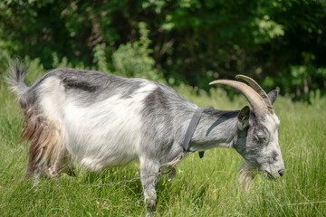 Portrait of a goat on a farm in the village.