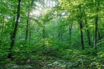 Sunlight in the green forest, spring time