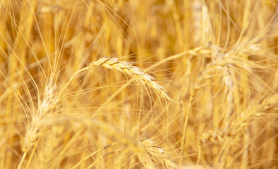 Fields of wheat at the end of summer fully ripe
