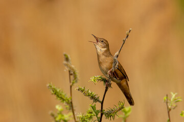 Male of the Savi's warbler (Locustella luscinioides) singing on a meadow