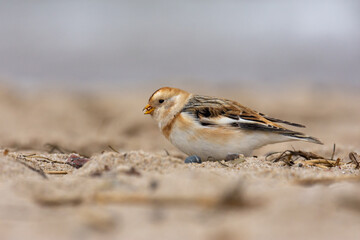 Male of the snow bunting (Plectrophenax nivalis) in winter plumage, a white passerine bird feeding on a beach