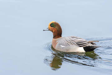 Close-up of the Eurasian wigeon (European wigeon, Mareca penelope) - a colorful duck in a pond