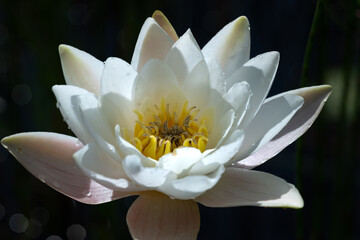 Close up of a single white water lily