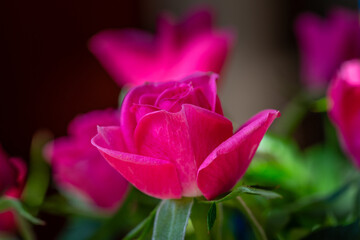 Close up of a beautiful pink rose