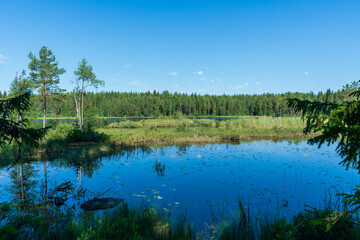 Summer view from a small lake in a lush green forest in Sweden