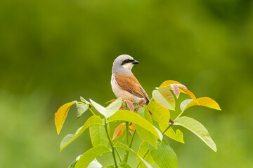 Close-up of a male of the red-backed shrike (Lanius collurio) - carnivorous passerine bird with black eye band
