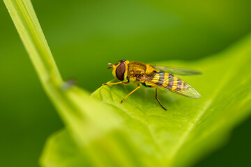 Close-up of Syrphus ribesii, the common hoverfly