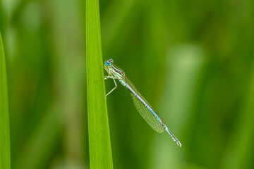 Macro of a male of the white-legged damselfly or blue featherleg (Platycnemis pennipes) - blue small damselfly
