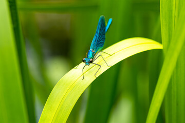 Macro of the beautiful demoiselle (Calopteryx virgo) , a blue damselfly
