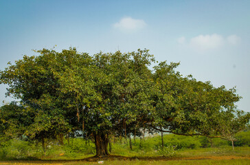 Fototapeta na wymiar beautiful in nature with tree