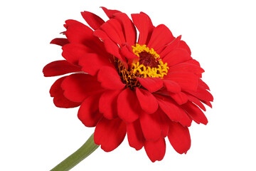 Growing red zinnia