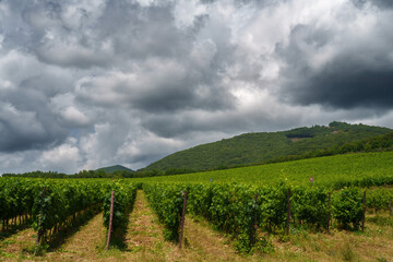 Fototapeta na wymiar Vineyards of Chianti near Gaiole, Siena province