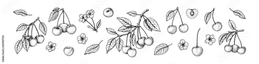 Wall mural Cherry berries, brach and blossom set in sketch style. Engraving vector illustration. Hand drawn sour fruit. Botanical line art