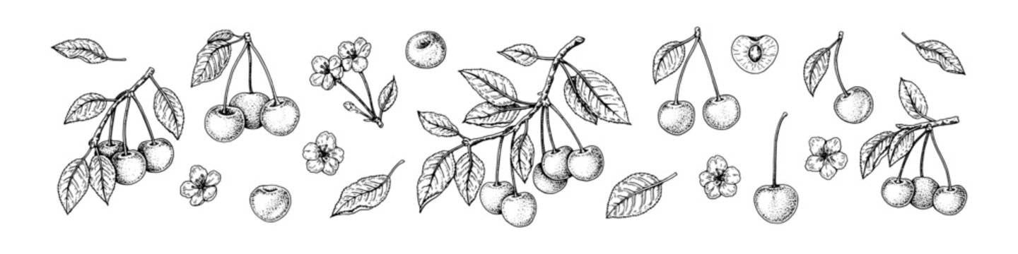 Cherry berries, brach and blossom set in sketch style. Engraving vector illustration. Hand drawn sour fruit. Botanical line art