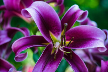 Lily flowers on the garden. Shallow depth of field.