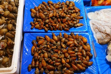 Stalked sea squirts in South Korea