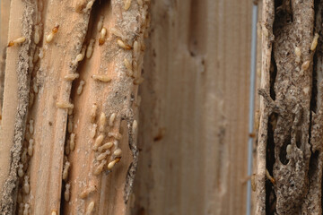 Group of the small termite destroy timber, termites eat wood and destroy buildings