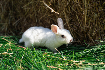 dwarf rex rabbit sitting on a green grass on a sunny day before Easter