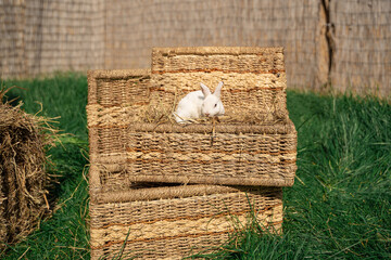 dwarf rex rabbit sitting on a wicker basket on a sunny day before Easter