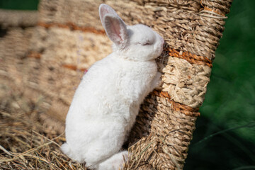 dwarf rex rabbit sitting on a wicker basket on a sunny day before Easter and sleep