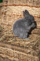 Minor - mini rabbit sitting on a wicker basket on a sunny day before Easter, washes himself with paws