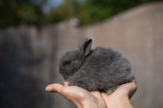 Minor - mini rabbit sitting on a woman's hand on a sunny day before Easter