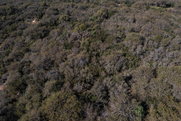 Pampas forest, Calden tree, Prosopis Caldenia, endemic species in La Pampa, Patagonia, Argentina
