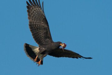 Snail Kite , Ibera Marsh National Park , Corrientes  province, Patagonia , Argentina.