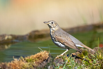 bird in the grass