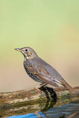 robin on a branch