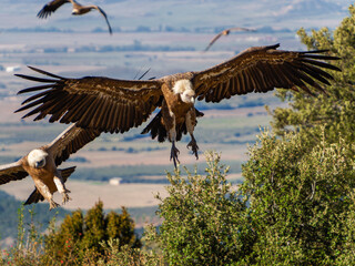 Griffon vultures (Gyps fulvus) group flying in misty conditions in Spanish Pyrenees, Catalonia, Spain, April. This is a large Old World vulture in the bird of prey family Accipitridae.