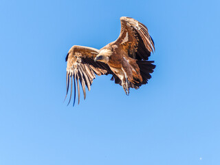 Griffon vultures (Gyps fulvus) group flying in misty conditions in Spanish Pyrenees, Catalonia, Spain, April. This is a large Old World vulture in the bird of prey family Accipitridae.