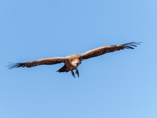 Griffon vultures (Gyps fulvus) group flying in misty conditions in Spanish Pyrenees, Catalonia, Spain, April. This is a large Old World vulture in the bird of prey family Accipitridae.