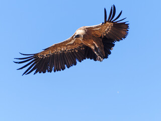 Fototapeta premium Griffon vultures (Gyps fulvus) group flying in misty conditions in Spanish Pyrenees, Catalonia, Spain, April. This is a large Old World vulture in the bird of prey family Accipitridae.