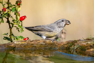 robin on a branch