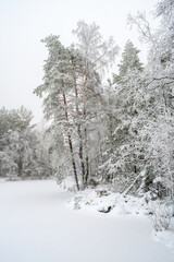 Fototapeta na wymiar Forest lake with snow and hoarfrost on the trees by the beach